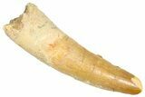 Fossil Spinosaurus Tooth - Feeding Worn Tooth #366475-1